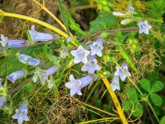 Campanula lyrata