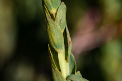 Aspalathus elliptica