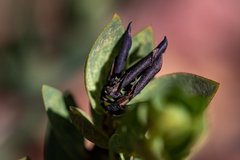 Aspalathus elliptica