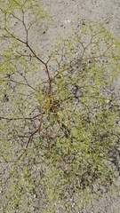 Chorizanthe brevicornu