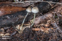 Mycena subviscosa