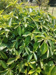 Strobilanthes crispus