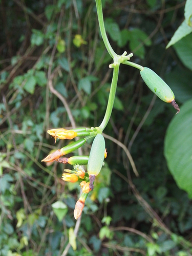 Image of Gurania makoyana by (c) Lena Struwe, some rights reserved (CC BY-SA)
