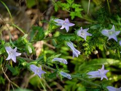 Campanula lyrata