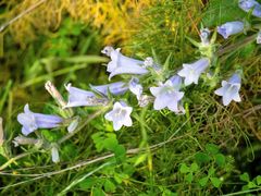 Campanula lyrata