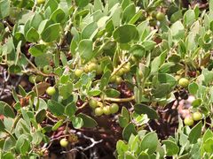 Arctostaphylos parryana