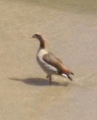 Alopochen aegyptiaca