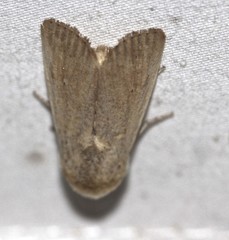 Leucania abdominalis