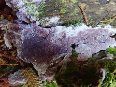 Byssomerulius psittacinus