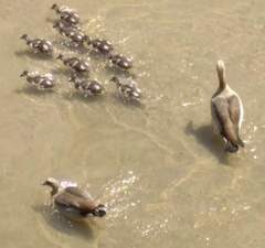 Alopochen aegyptiaca