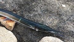 Tylosurus crocodilus fodiator