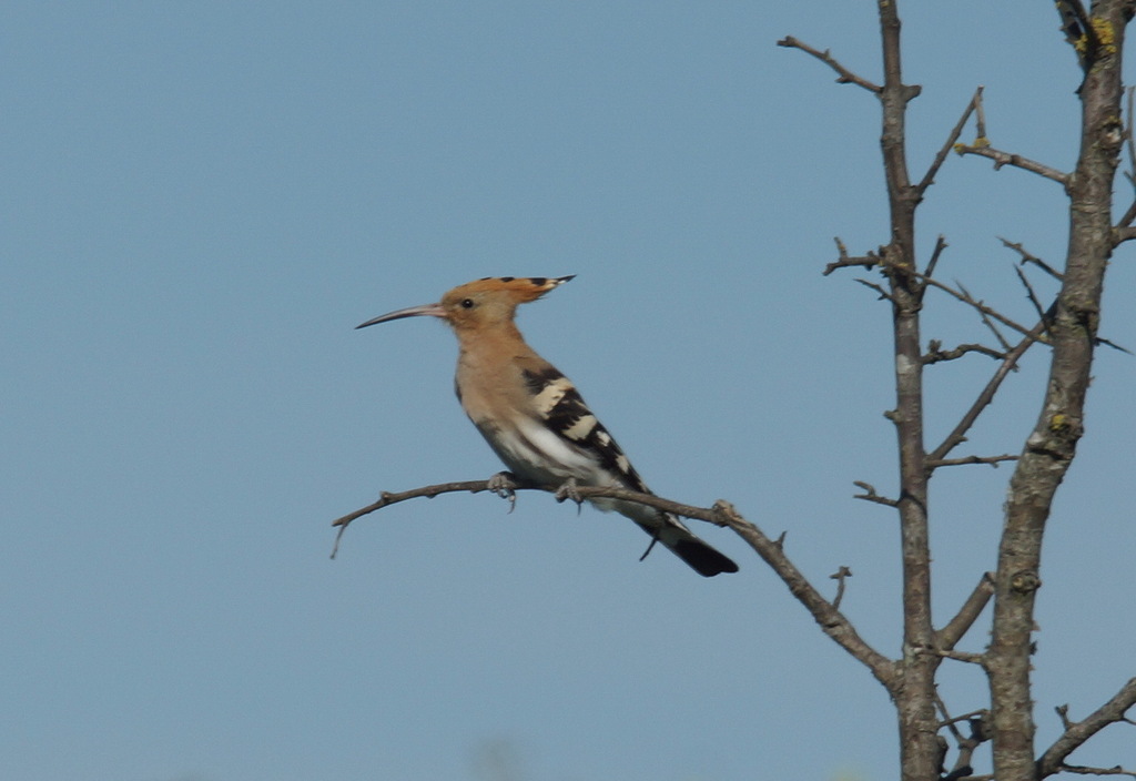 Common Hoopoe from Опукский заповедник, Крым on May 12, 2024 at 04:27 ...