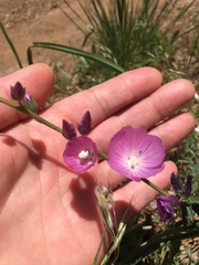 Sidalcea glaucescens
