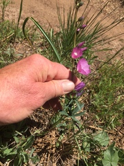 Sidalcea glaucescens