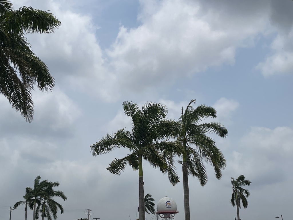 palms from Belize, BZ on May 12, 2024 at 11:52 AM by Dexter Chiclo ...