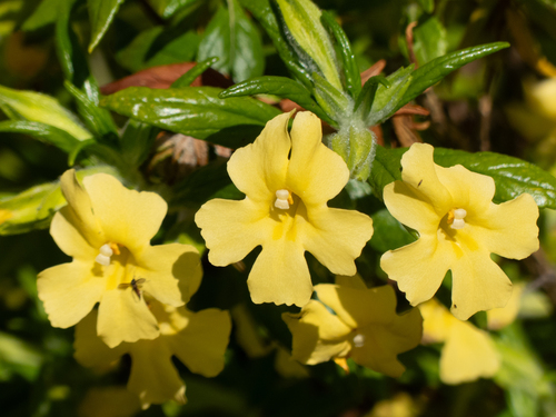 Kaweah River bush monkeyflower (Diplacus calycinus)