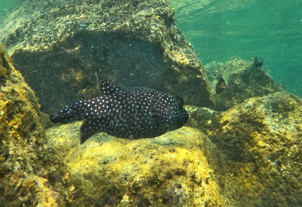 Guineafowl Puffer