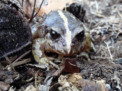 Eupsophus vertebralis