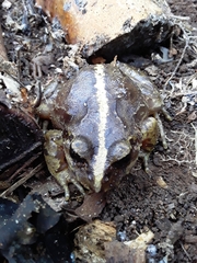 Eupsophus vertebralis