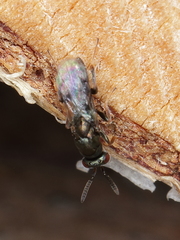 Monodontomerus obscurus