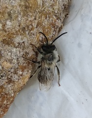Andrena