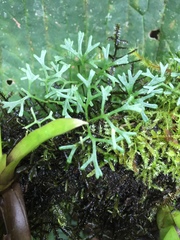 Elaphoglossum tripartitum
