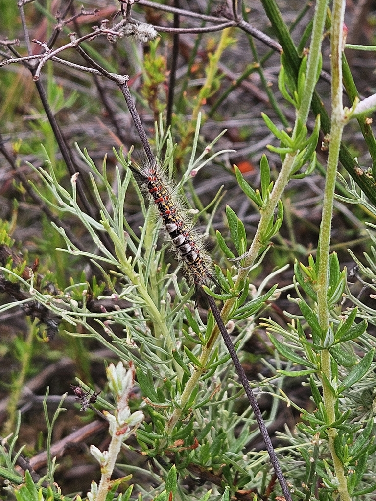 Western Tussock Moth from Laguna Canyon-El Toro, Laguna Beach, CA 92651 ...