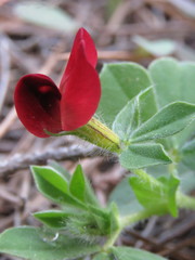 Lotus tetragonolobus