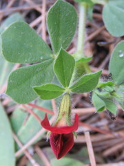 Lotus tetragonolobus