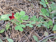 Lotus tetragonolobus