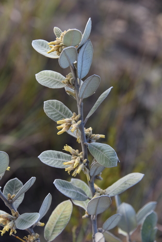 Pervillaea venenata