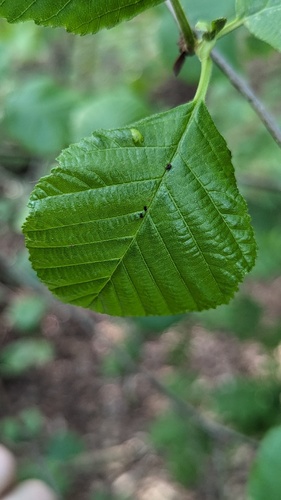 Alder erineum mite, Noordwijkerhout, Nederland, photo 9 of 10