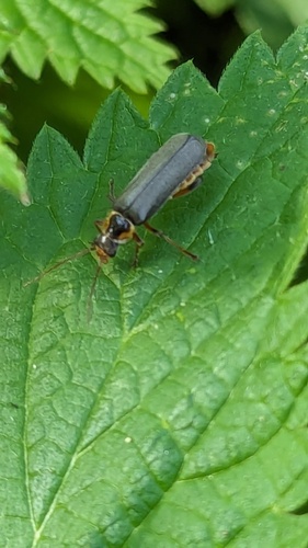 Grey Sailor Beetle, Noordwijkerhout, Nederland, photo 8 of 10