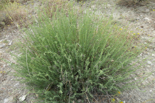 Gypsophila struthium (Gypsophila struthium)