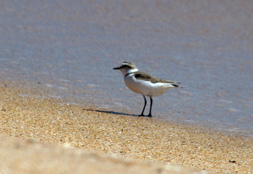 Chorlitejo patinegro (Charadrius alexandrinus)