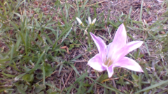 Zephyranthes atamasco