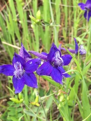 Delphinium decorum