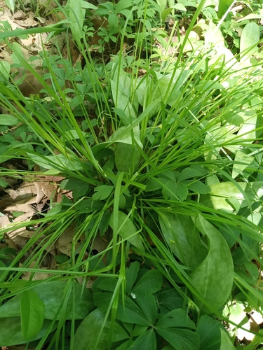 Image of Carex jamesii by (c) Paul Roots, some rights reserved (CC BY)