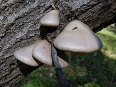 Pleurotus calyptratus