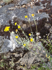 Eriophyllum lanatum croceum