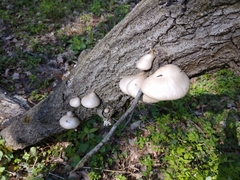 Pleurotus calyptratus