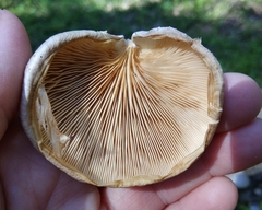 Pleurotus calyptratus