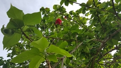 Thespesia grandiflora