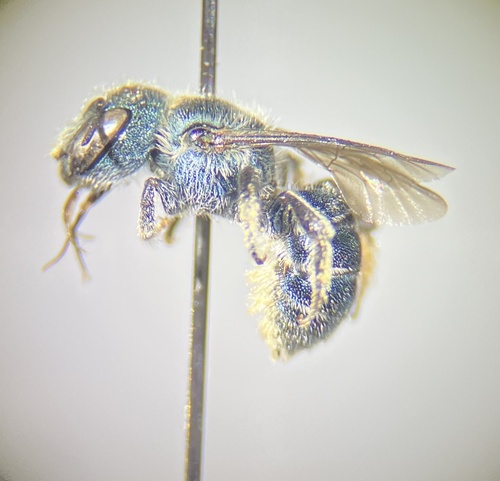 Osmia subfasciata