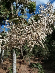 Magnoliopsida