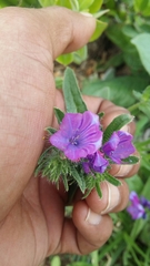 Echium plantagineum