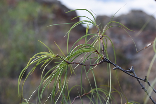 Ischnolepis graminifolia
