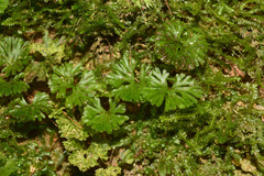 Hymenophyllum sibthorpioides image