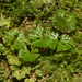 Hymenophyllum sibthorpioides - Photo (c) dscherberich, some rights reserved (CC BY-NC), uploaded by dscherberich