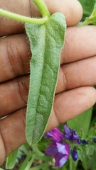 Echium plantagineum